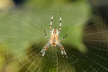 spider web on the tree