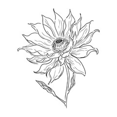 Intense black linear sketch of tropical plumeria flower