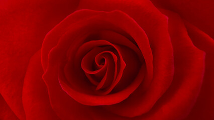 Blurred for background.Dark red rose with a focus on the center of the flower.