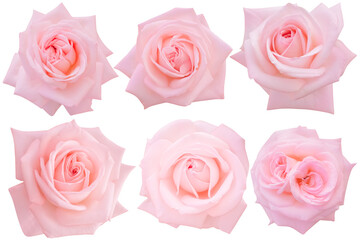 Six light pink rose heads are blooming on white background.Photo with clipping path.