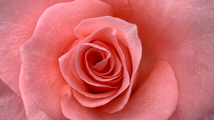 Close-up shot of a pink-orange rose with a focus on the center of the flower.Blurred for background.
