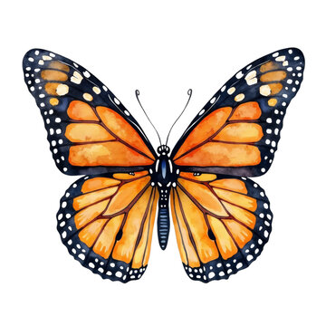 Illustration of a Monarch butterfly