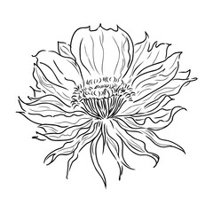 Intense black linear sketch of tropical plumeria flower