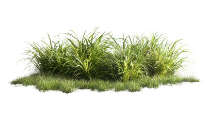 Lush green grassy patch nature scene outdoor close-up vibrant vegetation