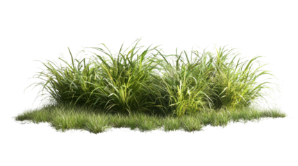 Lush green grassy patch nature scene outdoor close-up vibrant vegetation
