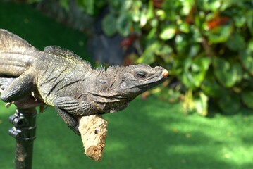lizard on the a tree branch