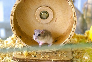 Cute hamster is playing on a wooden spinning wheel