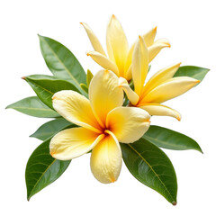 Beautiful yellow hibiscus flower bloom with leaves in nature