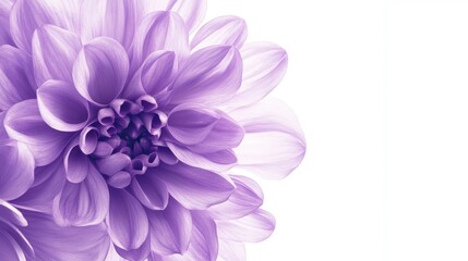 Fototapeta premium Close-up of a light purple dahlia flower on white background.