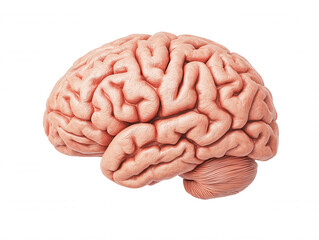 Realistic of a human brain showcasing intricate details and unique textures, ideal for educational, scientific, and medical in various contexts.