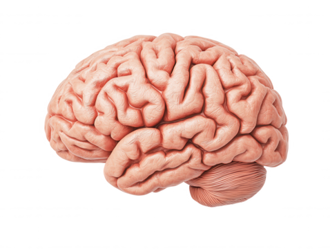 Realistic of a human brain showcasing intricate details and unique textures, ideal for educational, scientific, and medical in various contexts.