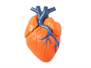 Realistic Model of Human Heart with Detailed Vessels and Textures Ideal for Medical Education, Health Awareness, and Scientific in Various Mediums