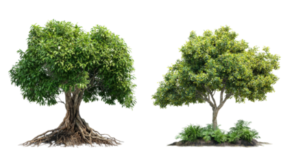 Natural tree illustrations with a transparency background nature art botanical study isolated environment detailed view