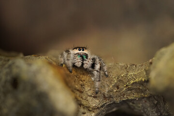 Spinne auf Ausguck