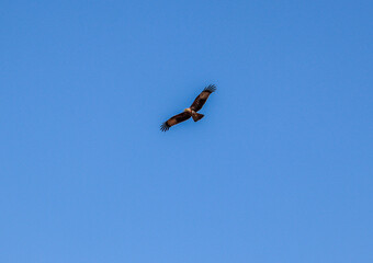golden eagle flying in the sky