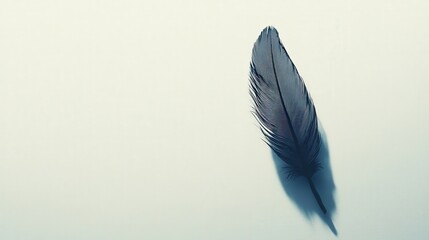 single black feather placed neatly on a white background, with light shadows casting a subtle...