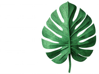 Detailed of a Large Monstera Leaf with Rich Green Color and Intricate Vein Patterns, Perfect for Nature-Themed and Tropical Aesthetics