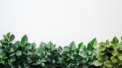 Fototapeta premium Lush green leaves border on white background.