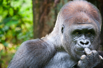 Lowland Silverback Gorilla Starring in thinking mode.