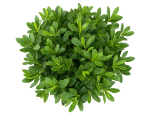 Lush Green Foliage Displaying Fresh, Vibrant Leaves from a Top View Perspective, Ideal for Nature and Botanical Themes in Photography
