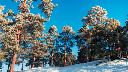 Landscape with pine forest covered with frost on a sunny winter day. Snowy forest on a bright sunny...