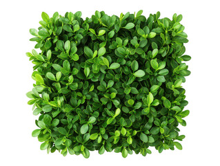 Obraz premium Lush Green Foliage Background with Vibrant Leaves for Use in Nature Inspired s, Textures, and Digital Art Projects