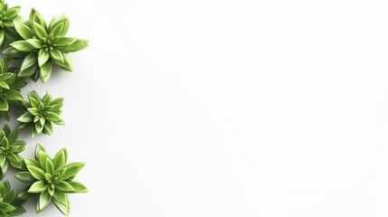 Obraz premium Lush green succulents arranged on white background, leaving ample copy space.