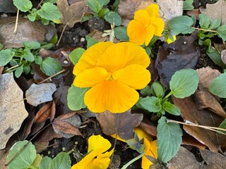 Blooming yellow pansy flowers in the garden. Cortinarius violaceus, violet webcap, violet cort. Yellow pansy viola cornuta tricolor, viola wittrockiana, violaceae, heartsease a wildflower.
