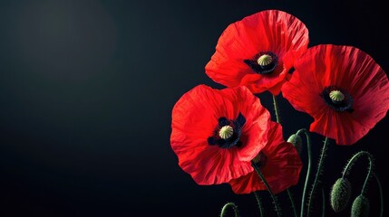 Obraz premium Red poppies on black background. Remembrance Day, Armistice Day symbol