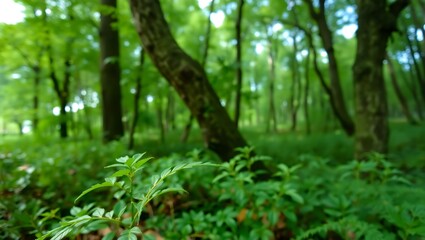 Fototapeta premium Forest plants with brown seed heads among trees, suitable for nature backgrounds, botanical illustrations, environmental concepts, and biodiversity themes