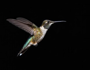 Fototapeta premium Stunning hummingbird in flight against a black background.