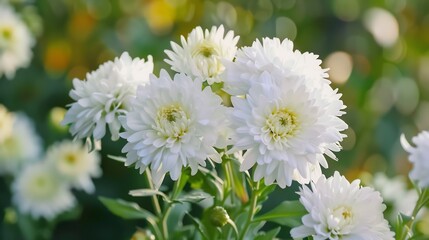 Stunning White Chrysanthemum Blooms in a Garden
