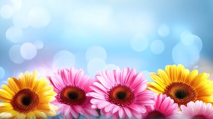 Fototapeta premium Colorful gerbera daisies on a bokeh background.