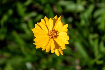 Yellow flower