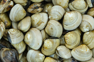 Fresh clams for seafood background
