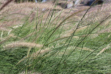 White flowers and green leaves