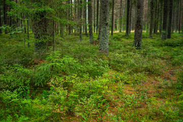 The forest is a cowberry pine forest with green plants and tall trees.Get lost in the woods in the summer. The source of oxygen on earth.