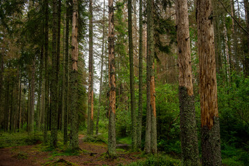 Pine forest.Tree disease.There are a lot of dry pines in the forest.The invasion of the bark beetle.