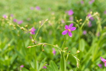 Vibrant purple flower in a lush green field.