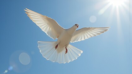 White dove in mid-flight with radiant sunlight.