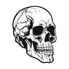 Skull skeleton vector design in different styles with solid background