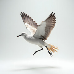 Obraz premium Realistic seagull in flight with spread wings on white background