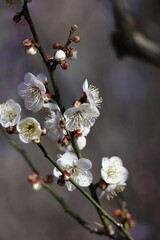 寒さに耐え気品よく咲く