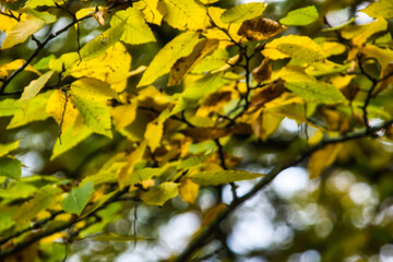 Close up of yellow leaves in the fall: natural background