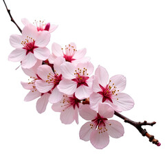Fototapeta premium Pink cherry blossoms in bloom, captured with highresolution detail