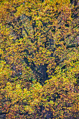 Beautiful abstract background of yellow foliage on a tree in autumn