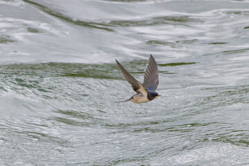 Rauchschwalbe im Flug über dem See