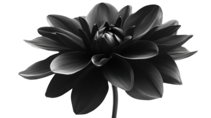 Black flower, transparent background