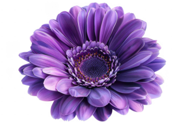 Purple Flower Blooms Elegantly on Dark Background with Floral Elegance Theme