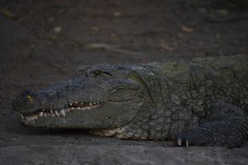 Crocodiles (family Crocodylidae) or true crocodiles are large, semiaquatic reptiles that live...